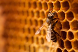 Beginner’s Guide to Beekeeping: Essential Equipment and Tools