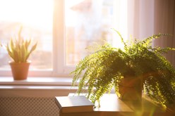 A Comprehensive Step-by-Step Guide on Caring for Indoor Ferns